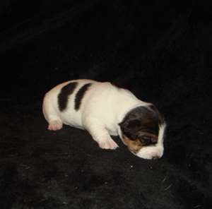 Puppy 2 Male